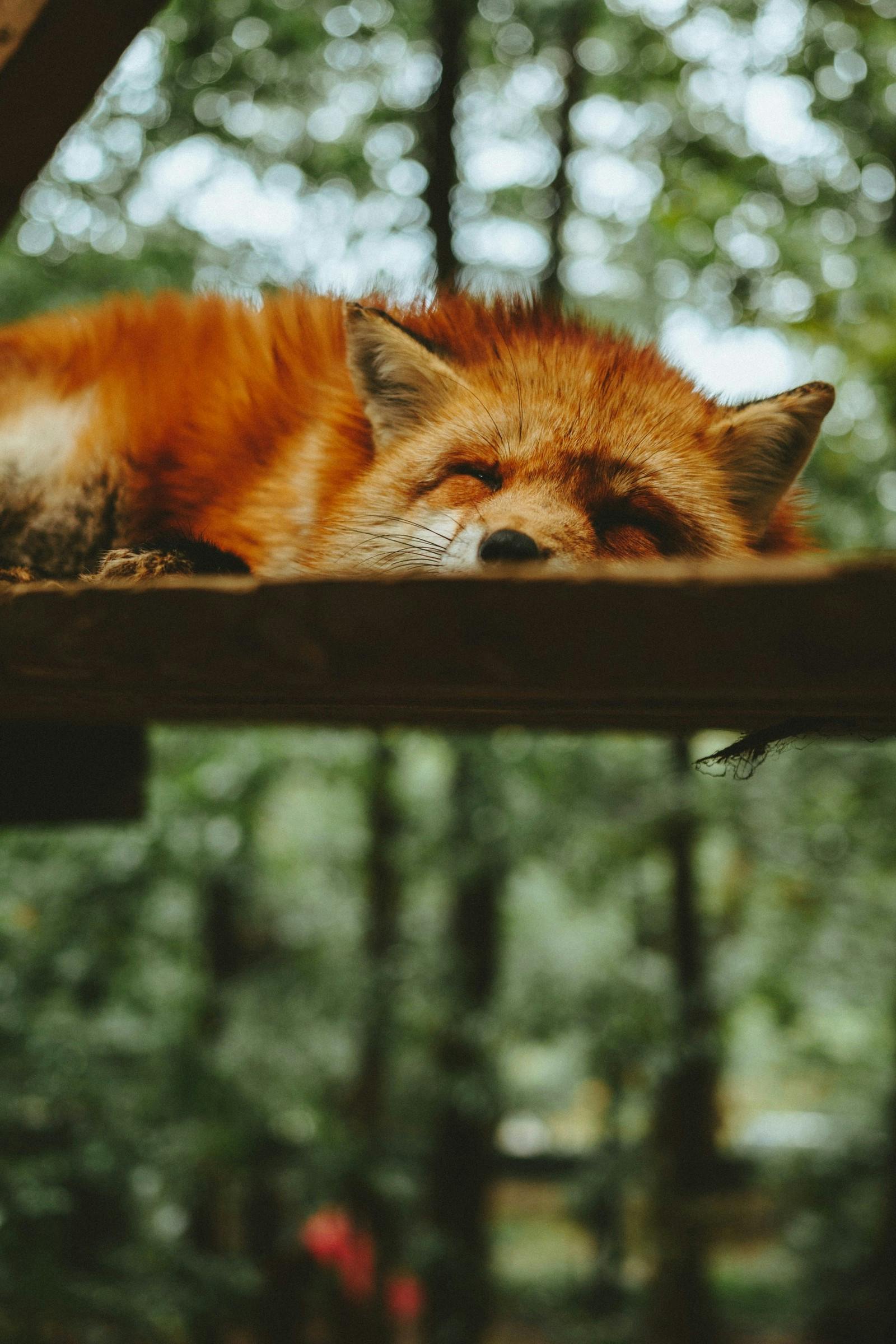 Resting fox