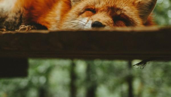 Resting fox